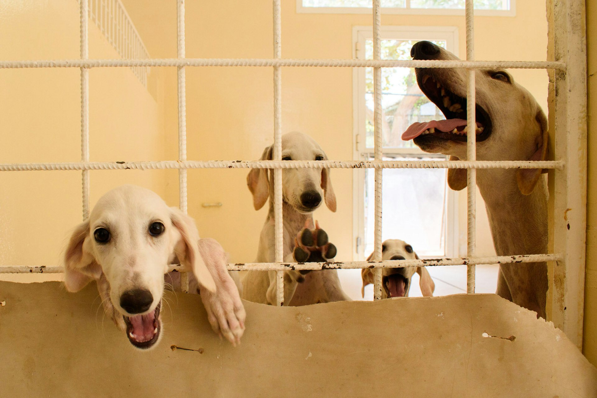 Saluki dogs at the Arabian Saluki Centre, Abu Dhabi, United Arab Emirates