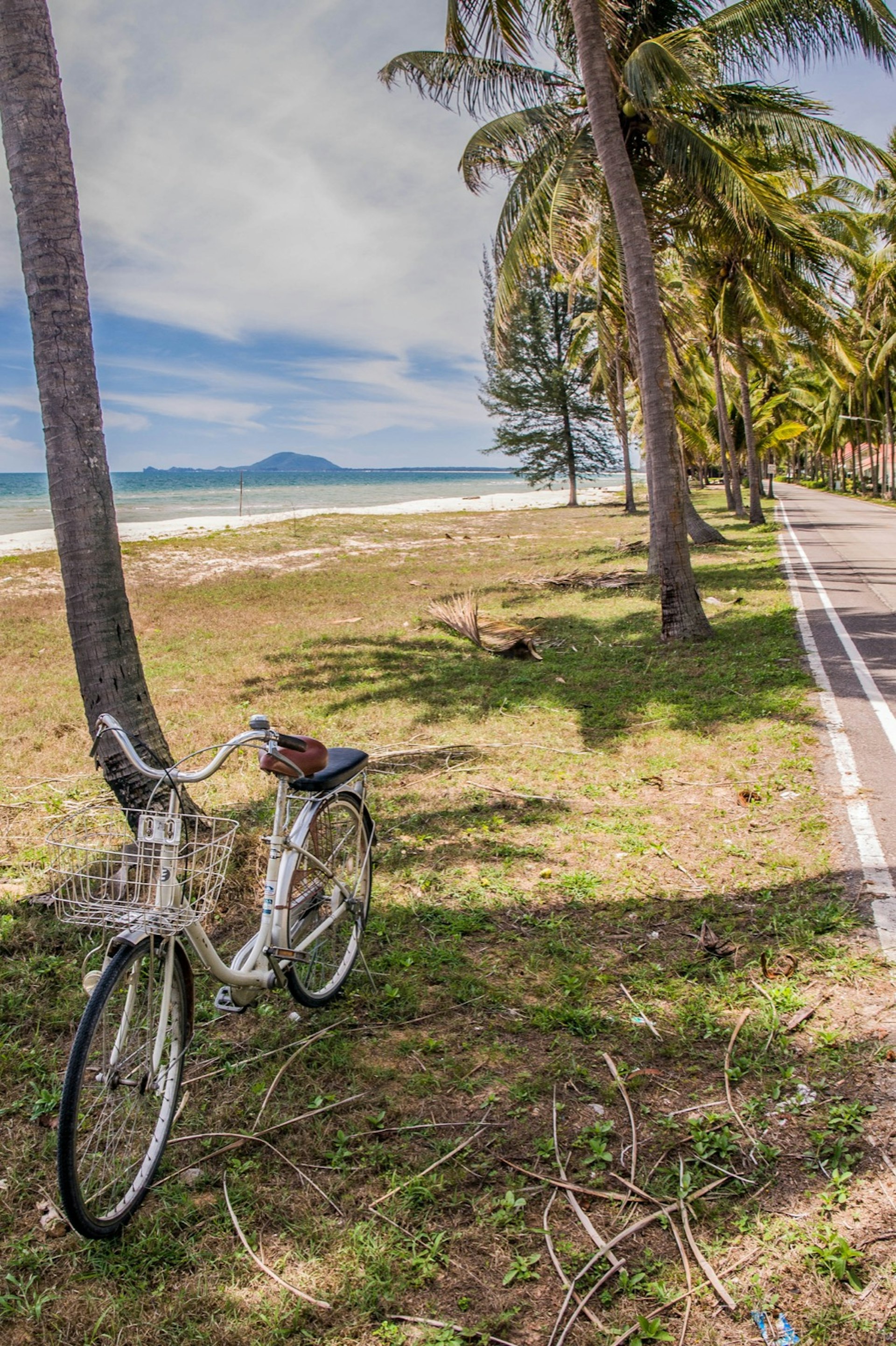 A bicycle is parked next to a palm tree on the beach