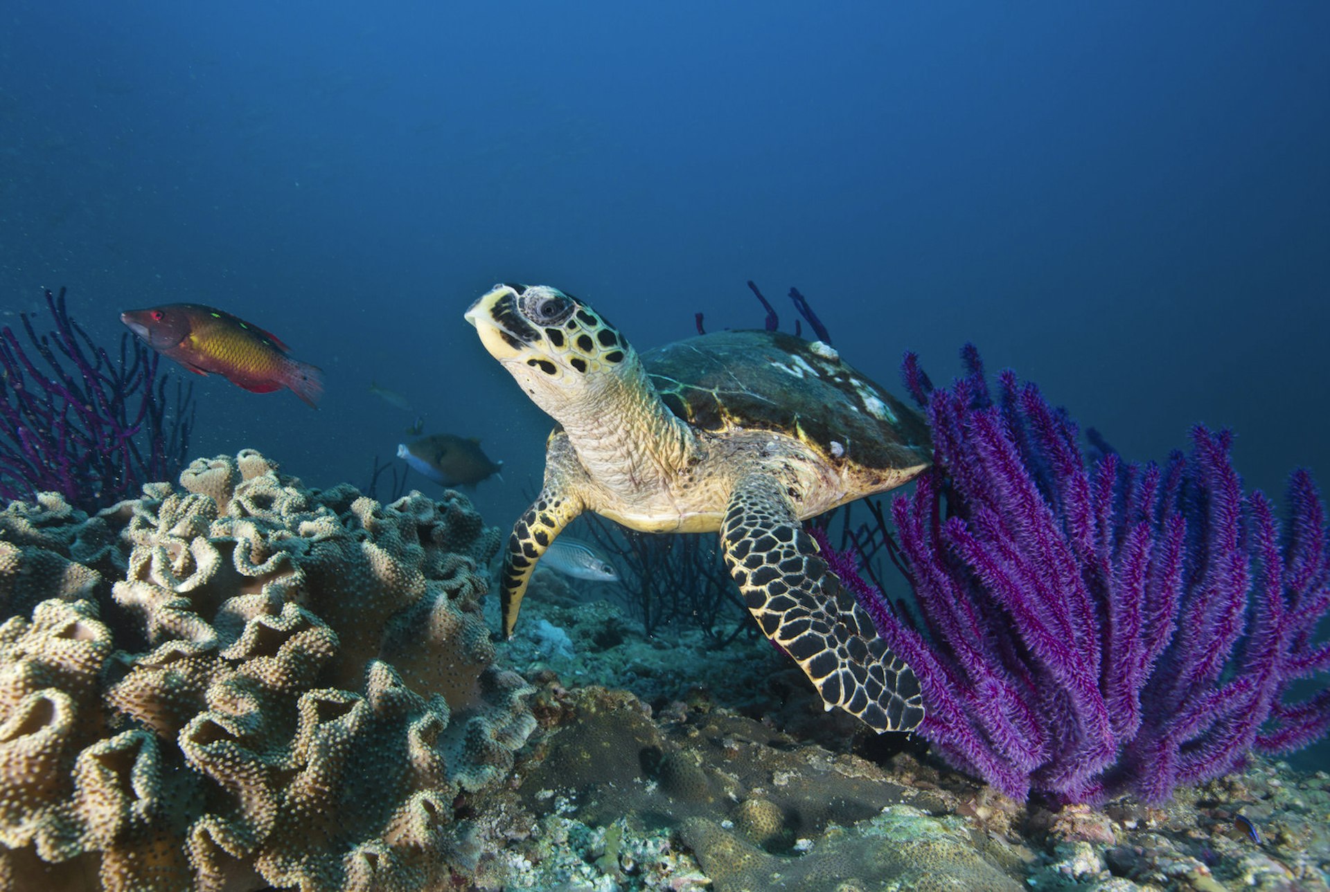 Hawksbill turtle swimming among purple whip coral off the Oman coast