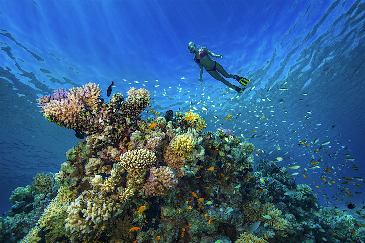 Where to find the best scuba diving in the Middle East – Lonely Planet
