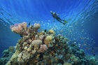 Features - Egypt, Red Sea, Hurghada, young woman snorkeling at coral reef