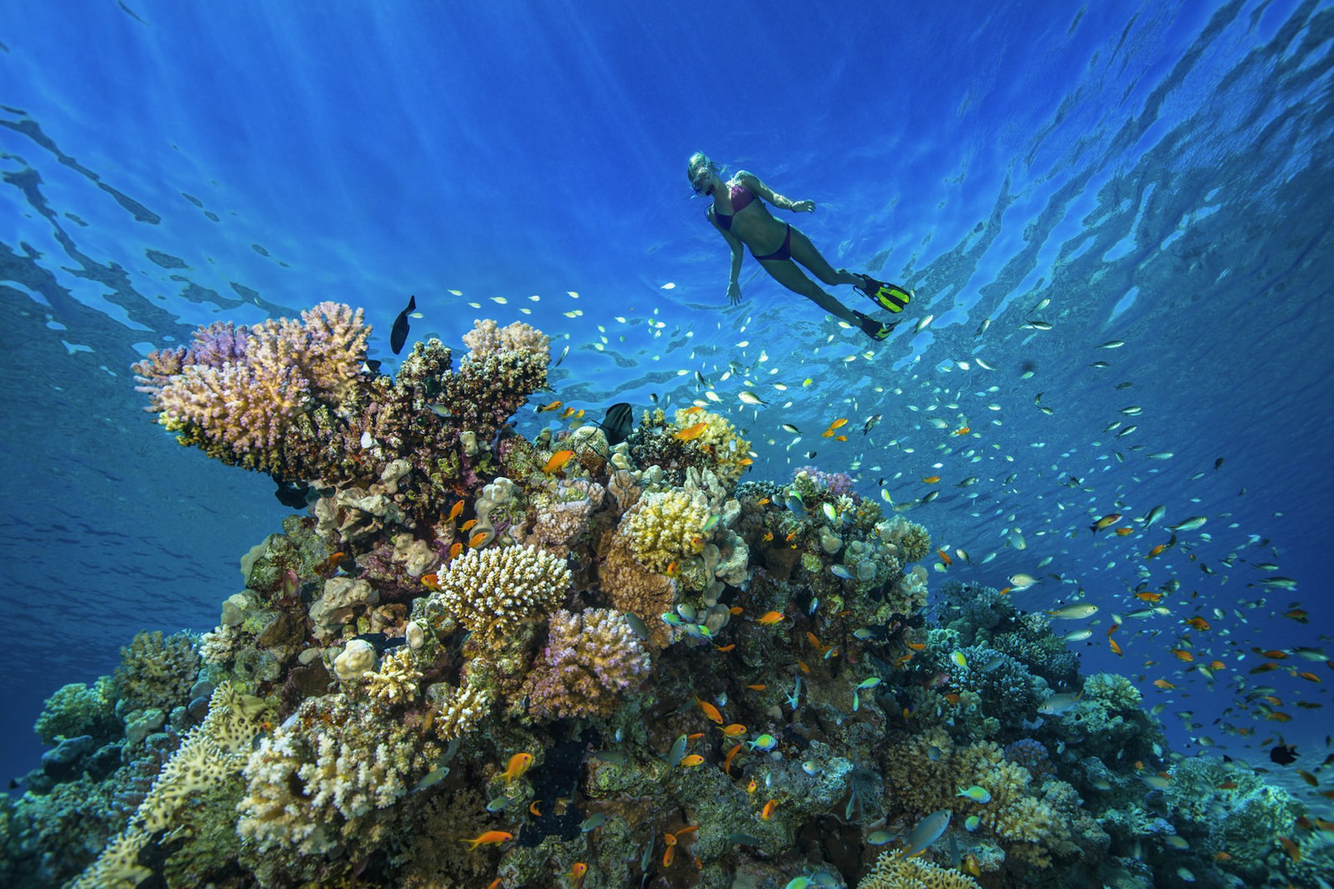 Woman snorkelling at a coral reef in the Red Sea near Hurghada, Egypt