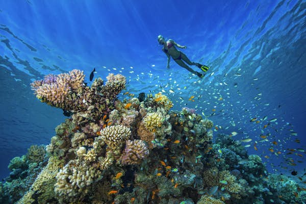 Where to find the best scuba diving in the Middle East – Lonely Planet ...