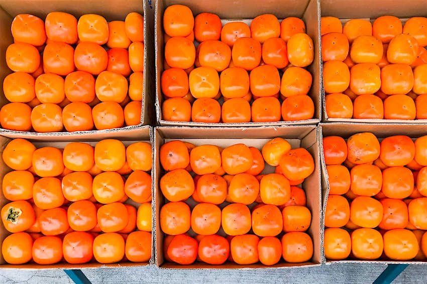 Features - Seedless persimmon fruits produced in Wakayama Prefecture of Japan