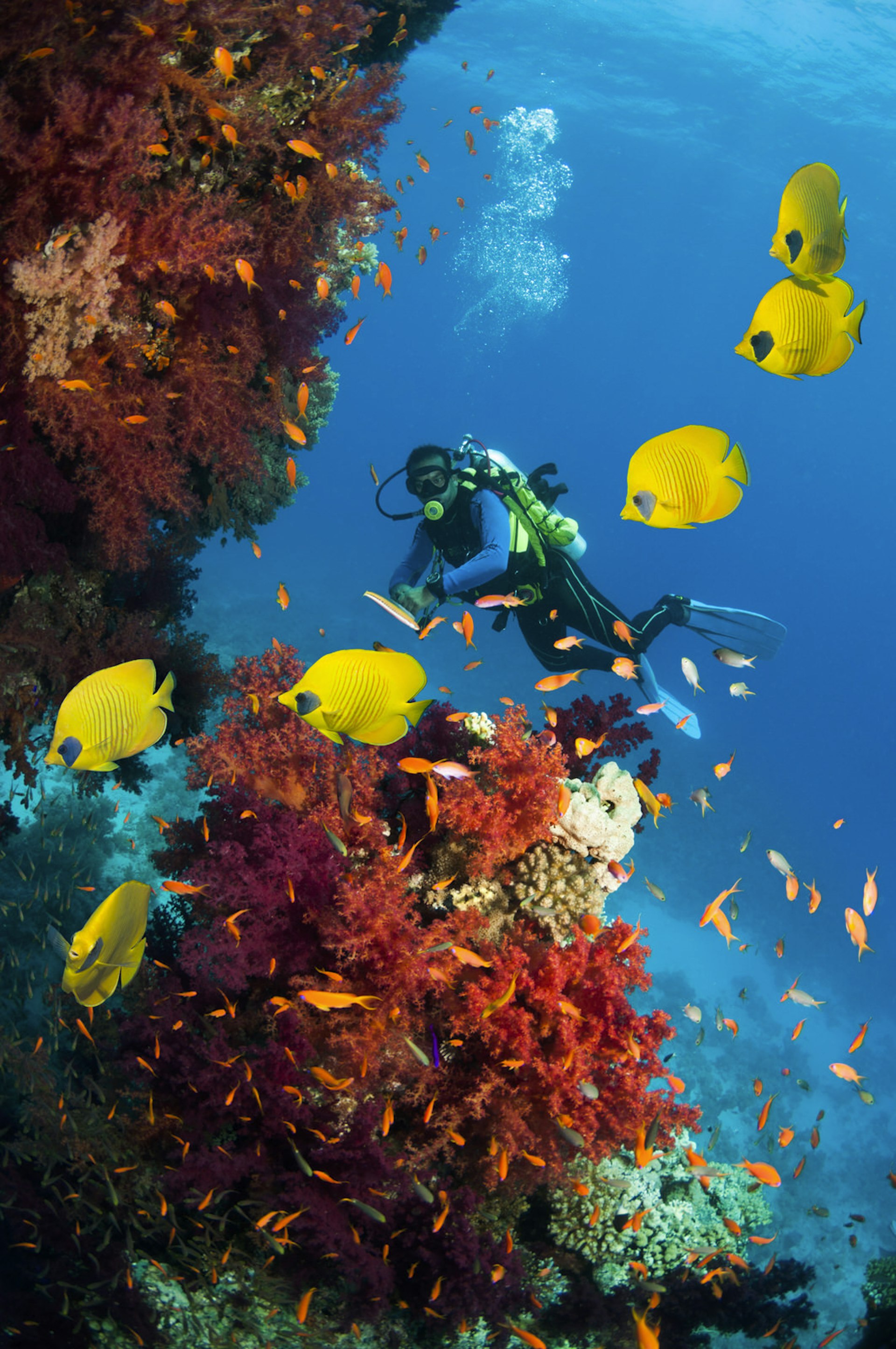Golden butterflyfish (Chaetodon semilarvatus) swimming past soft corals and lyretail anthias (Pseudanthias squamipinnis) with a scuba diver in the Red Sea, Egypt