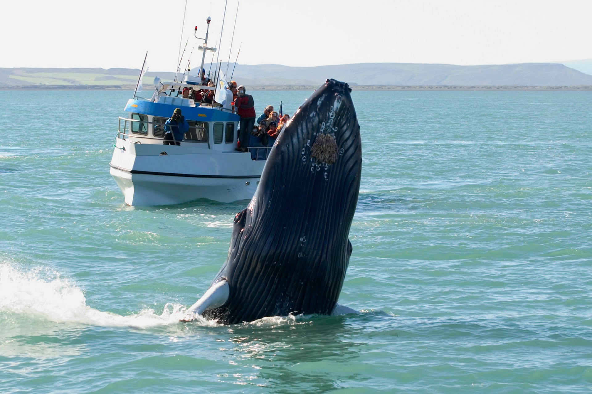 A whale breaches in front of a boat of whale watchers