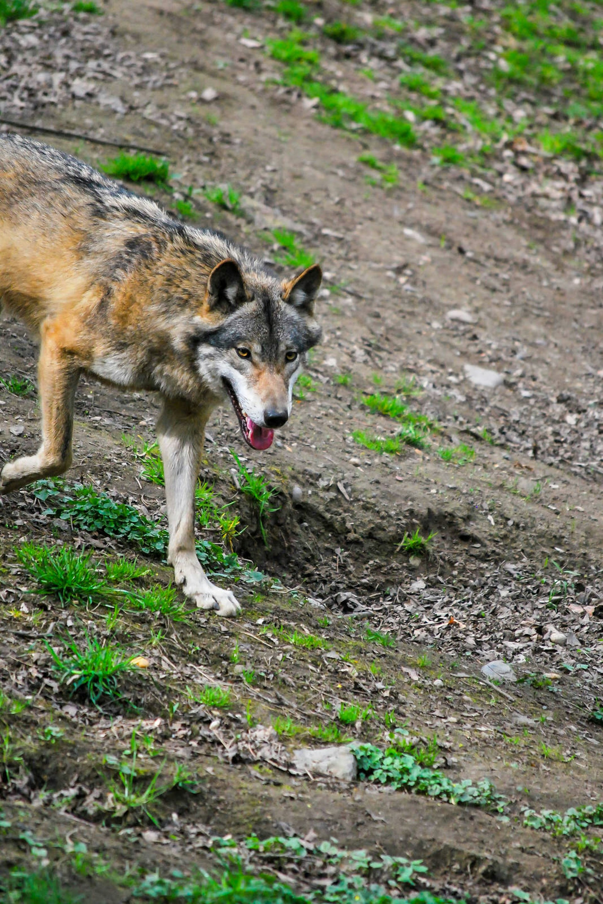 A European wolf running over sparse grass in the High Tatras.