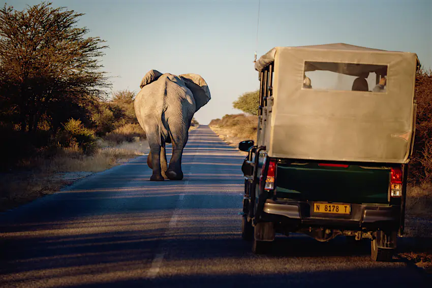 Camper van in Etosha National Park, Namibia A jeep follows an elephant in Etosha National Park, Namibia
