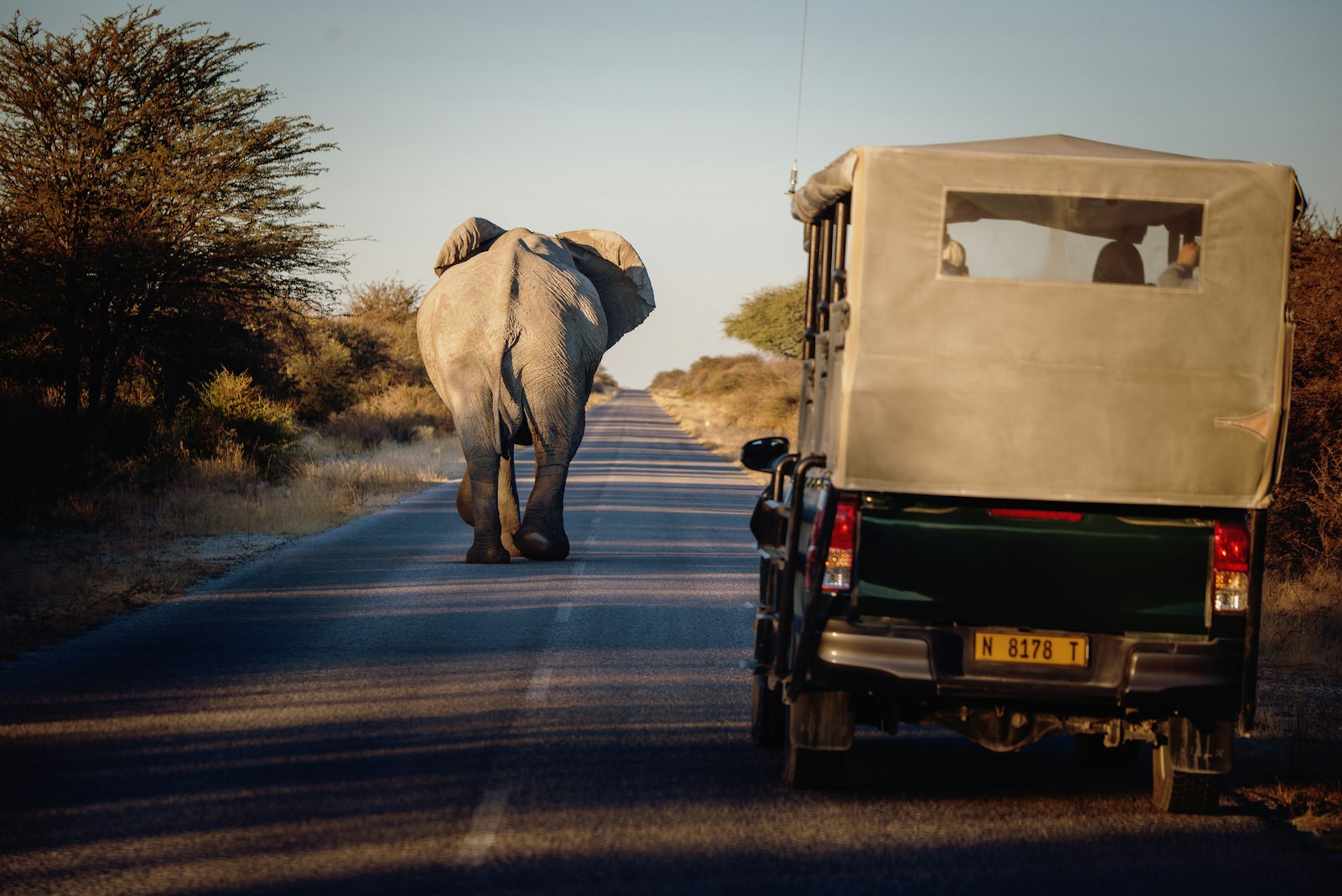 A jeep follows an elephant in Etosha National Park, Namibia 