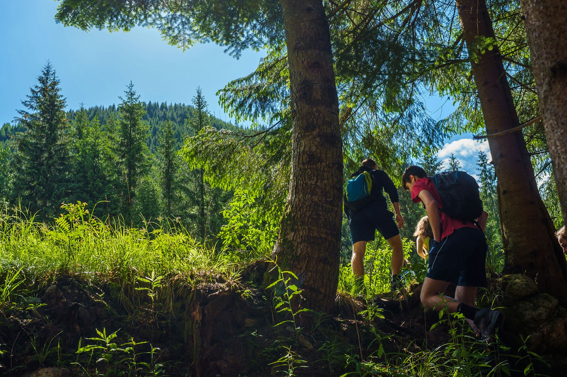 Three young hikers walking through lush, green pine trees