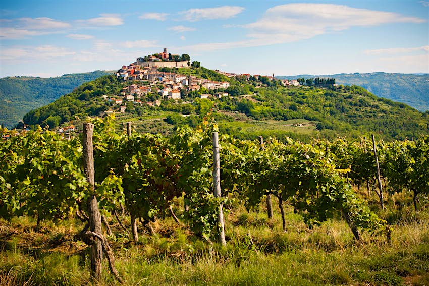 Grapevines fill the foreground, with the hill town of Motovun in the background 
