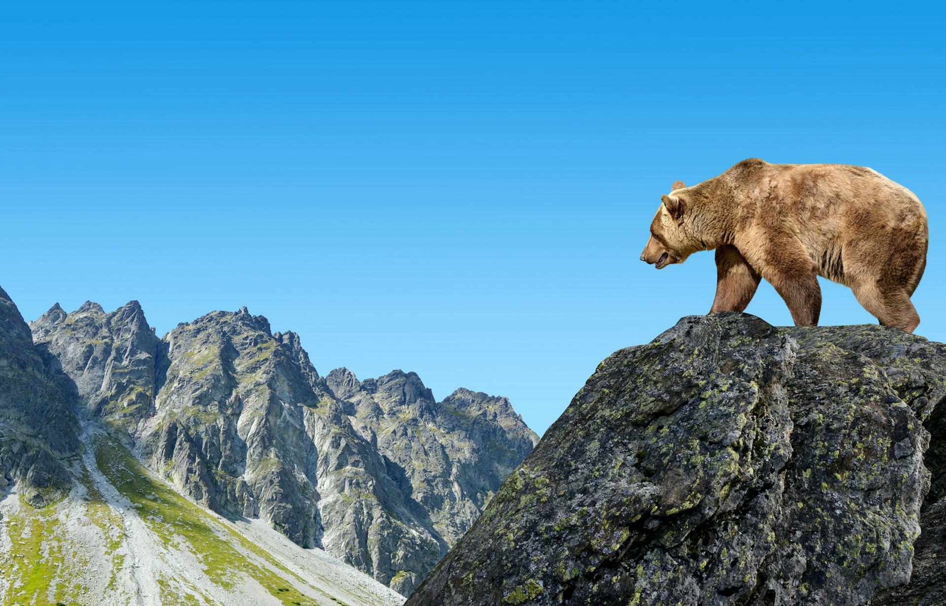 A brown bear stands on a rock in the foreground, with craggy peaks visible beyond