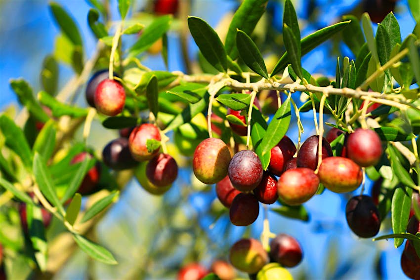 Olives on the tree turning from green to brown