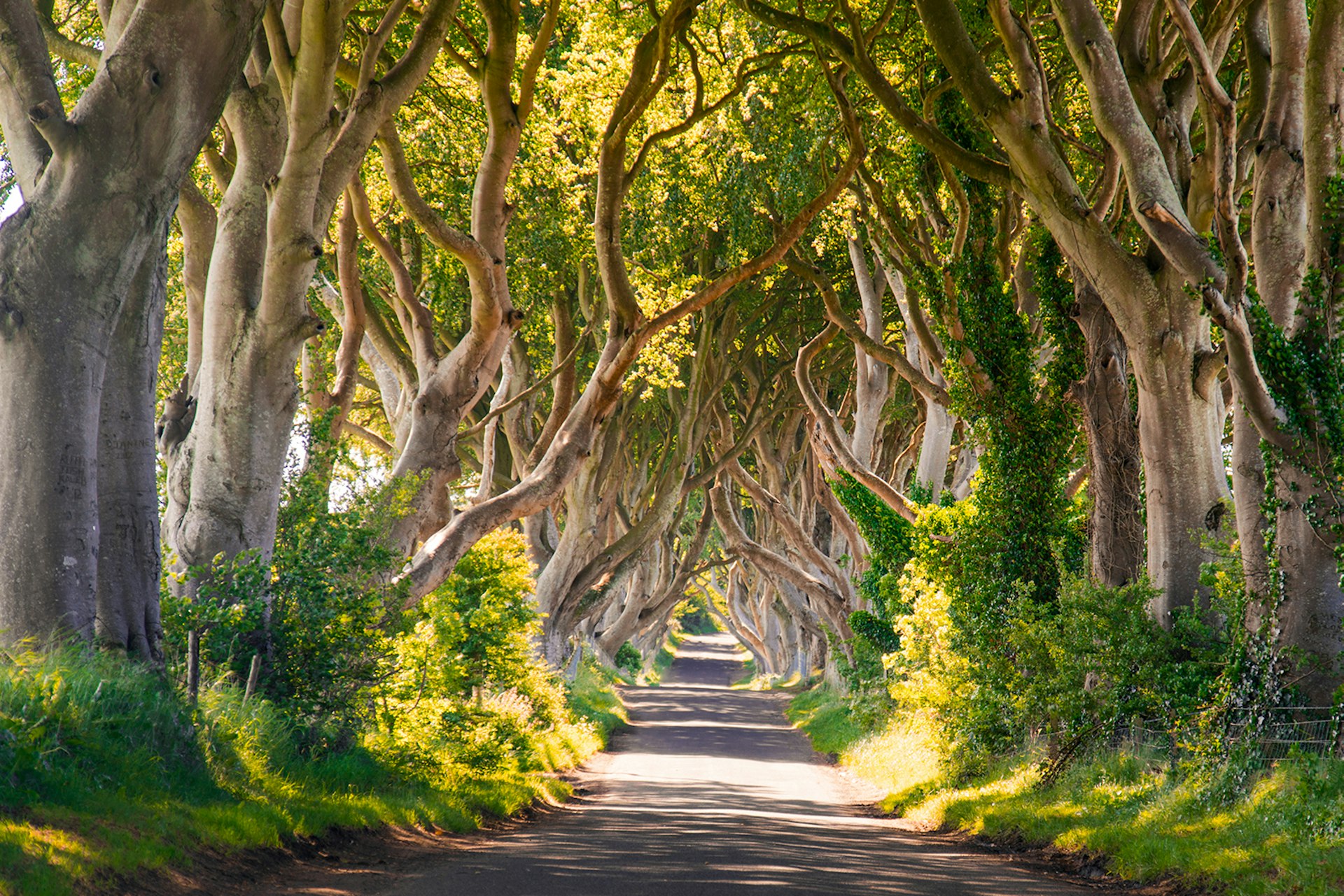 The bent trees framing Dark Hedges Road