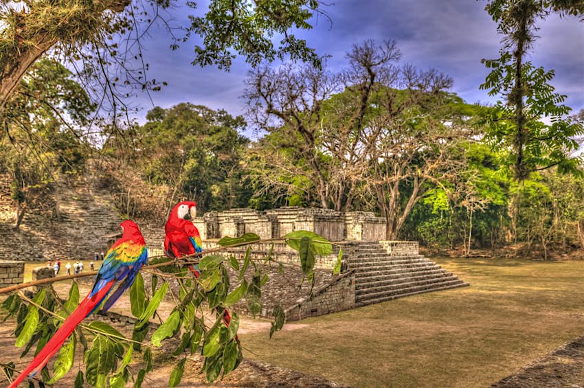 A pair of scarlet macaws sit on a branch at the Copan Ruins in Honduras