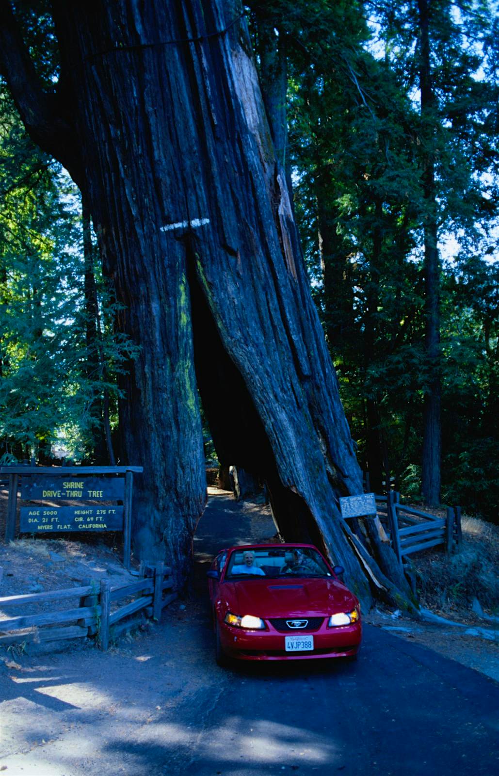 Features - Car going through Shriner's Tree in Avenue of Giants. A car drives through Shiners drive thru tree on the Avenue of the Giants one amazing way to experience California's redwoods