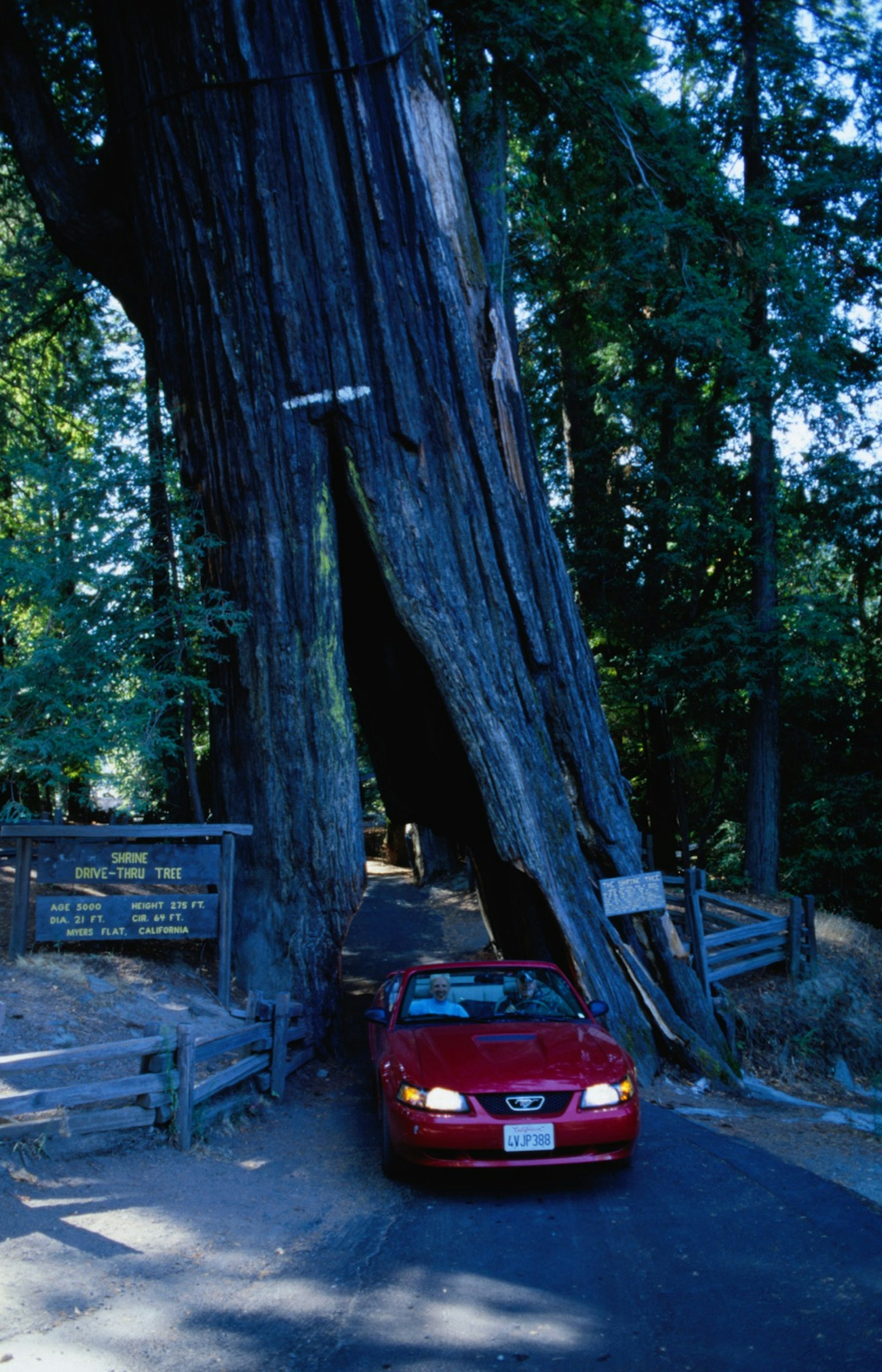A car drives through Shiners drive thru tree on the Avenue of the Giants one amazing way to experience California's redwoods