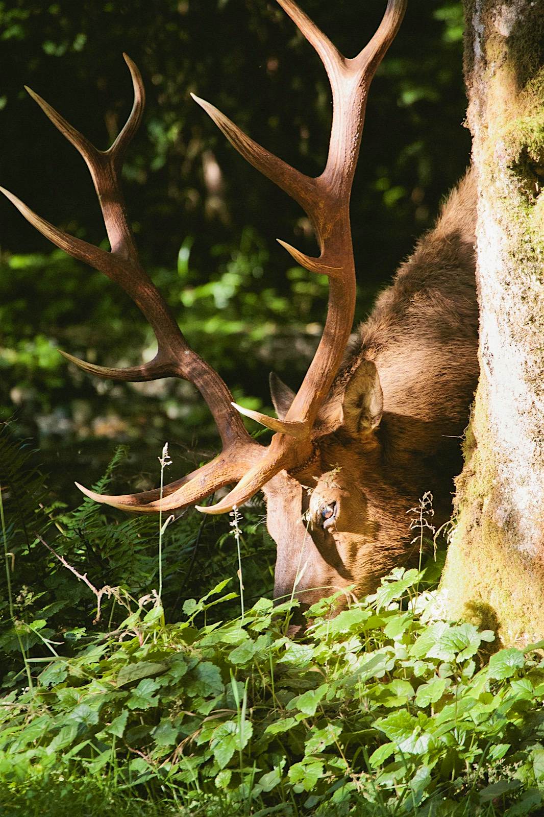 Features - Elk in prairie creek redwoods state park An elk grazes in Prairie Creek Redwoods State park one place to experience the California Redwoods