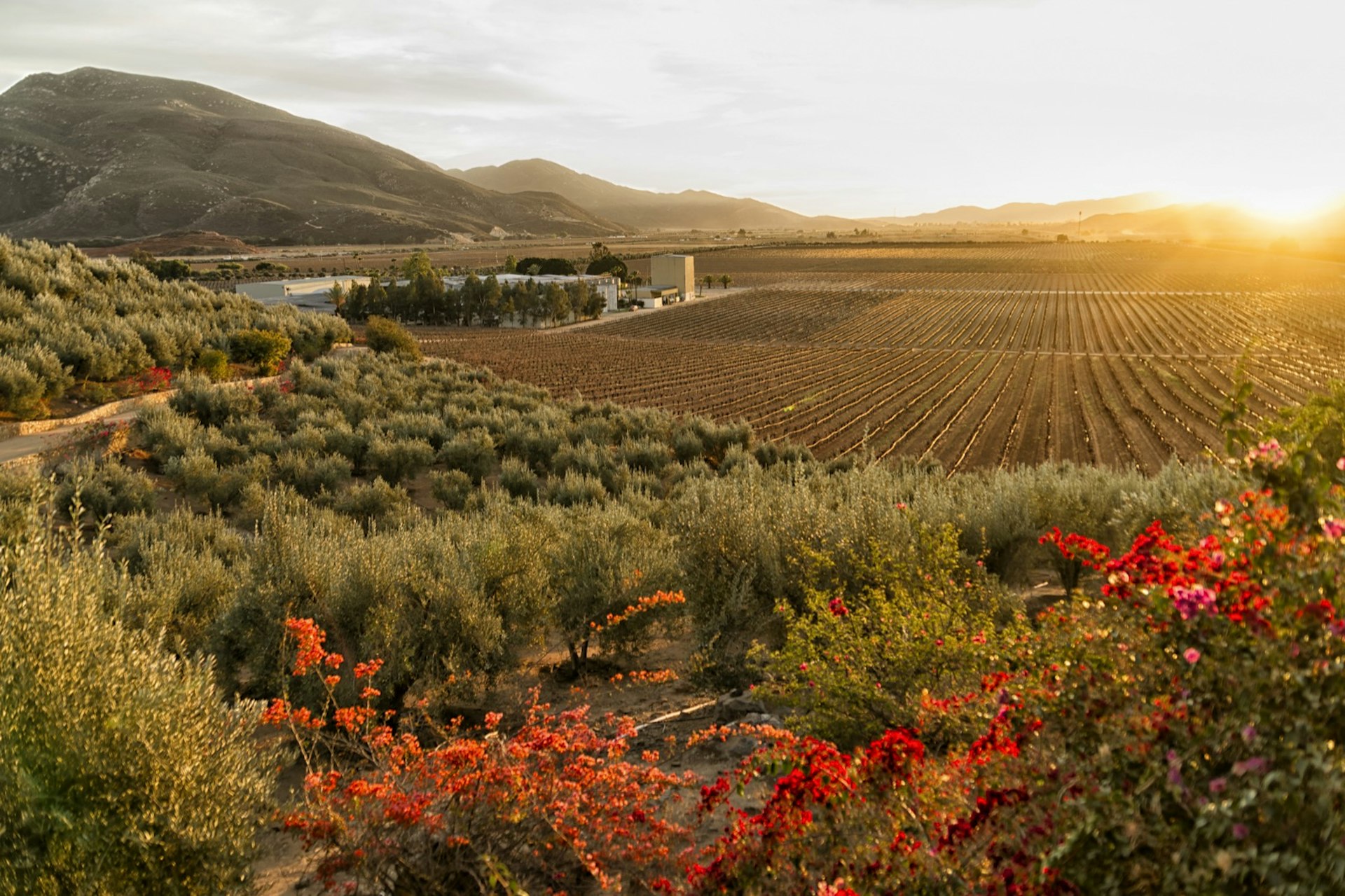 Bright red flowers are in the foreground with perfect rows of grape vines stretching towards a golden sunset