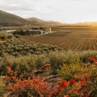 Bright red flowers are in the foreground with perfect rows of grape vines stretching towards a golden sunset