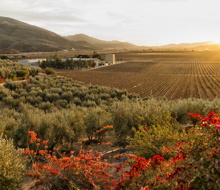 Bright red flowers are in the foreground with perfect rows of grape vines stretching towards a golden sunset
