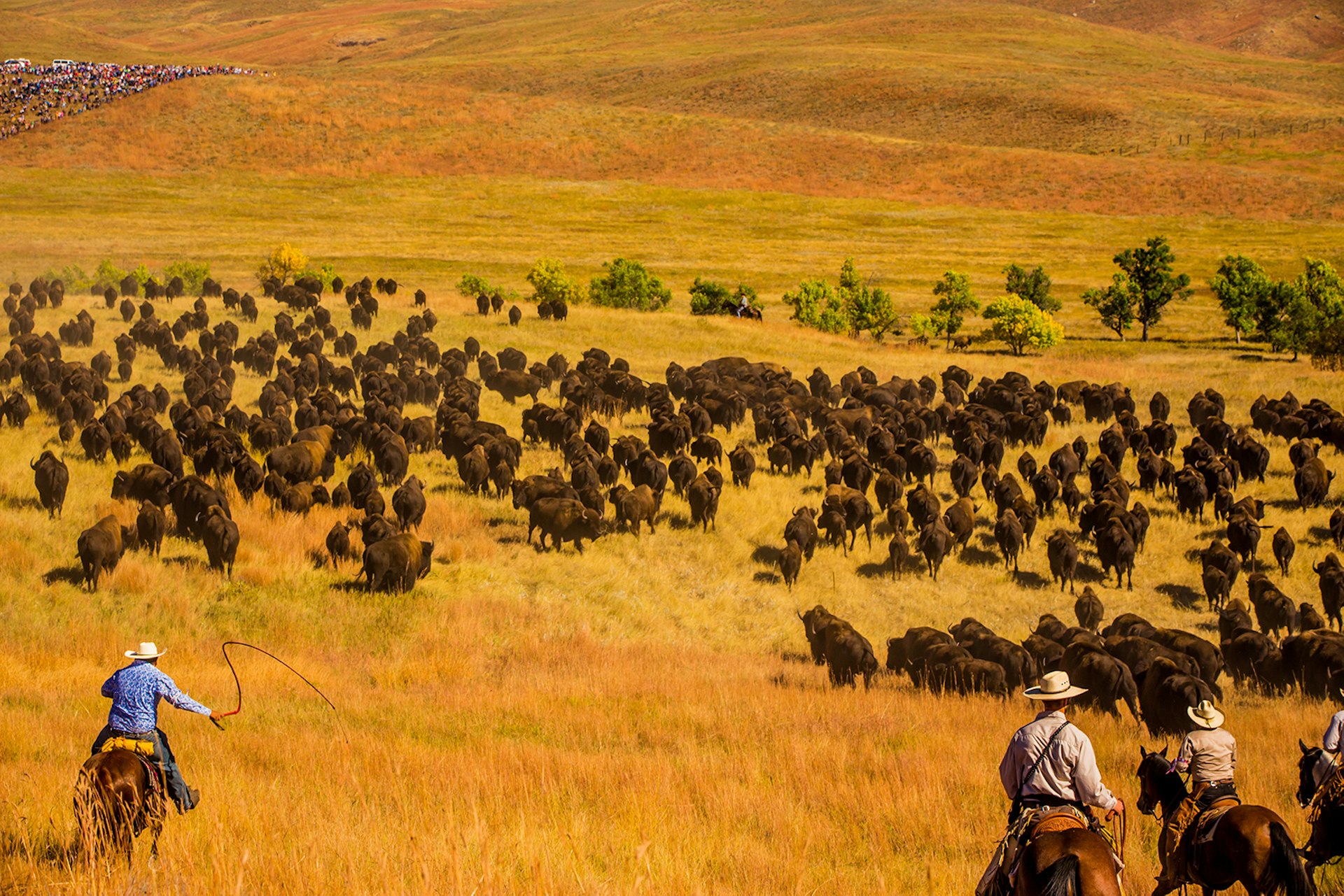 Cowboys herd American buffalo across an auburn plain