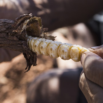 Features - Cropped image of hand pulling out witchetty grub from broken branch