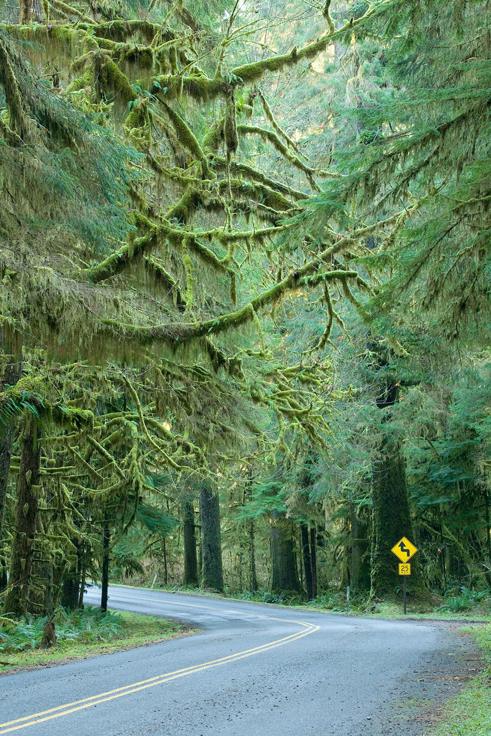 Moss-fringed tree branches over a winding road.