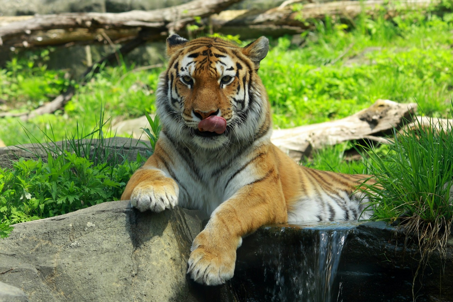 A tiger sits in a stream in a zoo enclosure in New York City