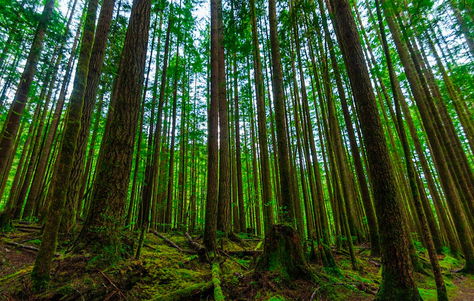 Features - Endor redwood trees reach skyward over a moss covered ground a great place to experience California's redwoods