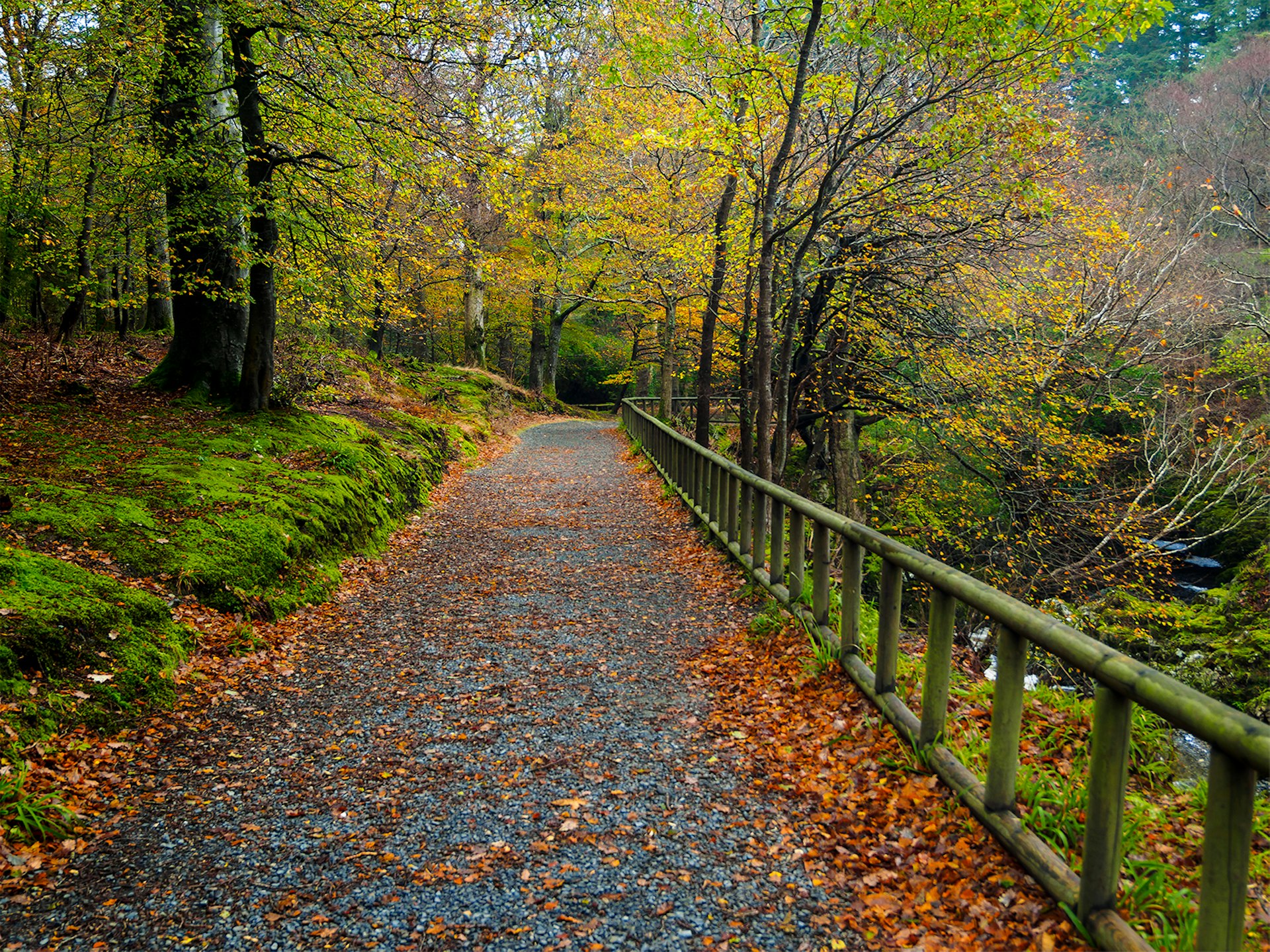 A leafy path in a tree-covered park