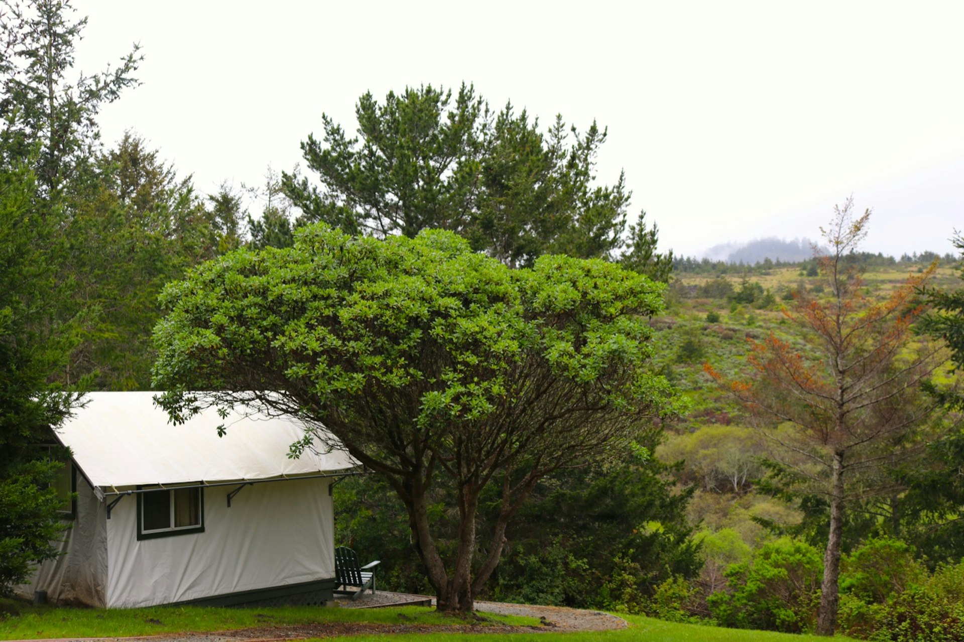 A white tent overlooks a verdant valley next to a large leafy tree