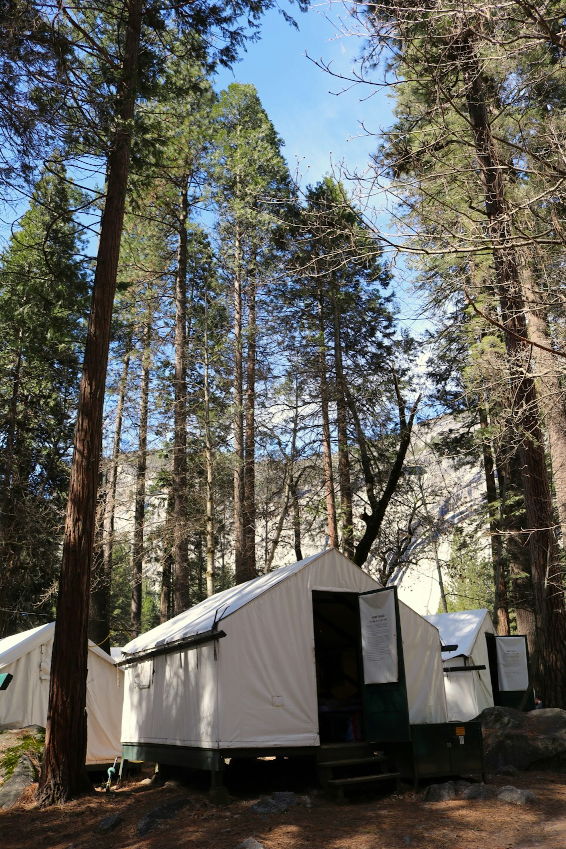 A small white tent is dwarfed by towering trees.