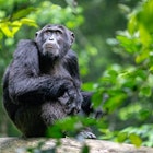 A mature male chimpanzee sits in dense green foliage atop a large rock with its legs tucked up and its forearms hanging over its knees - it is looking pensively up to the trees above© Bella Falk
