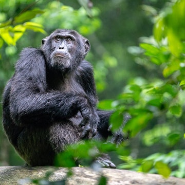 A mature male chimpanzee sits in dense green foliage atop a large rock with its legs tucked up and its forearms hanging over its knees - it is looking pensively up to the trees above© Bella Falk