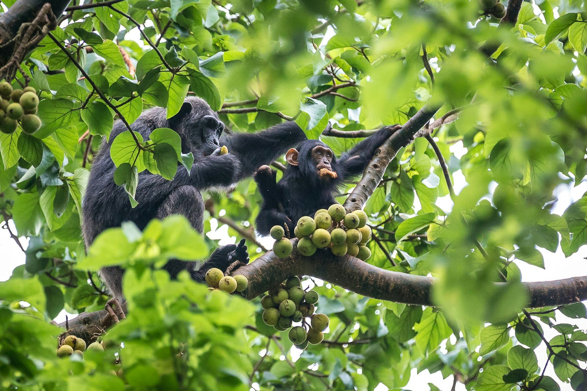 A baby chimpanzee has its mouth full of fruit, with one hand on a branch and the other grasping more fruit, while an elder chimp sits down the same branch and carefully tastes a piece of fruit - bunches of fruit hang from the branch they are sitting on © Bella Falk