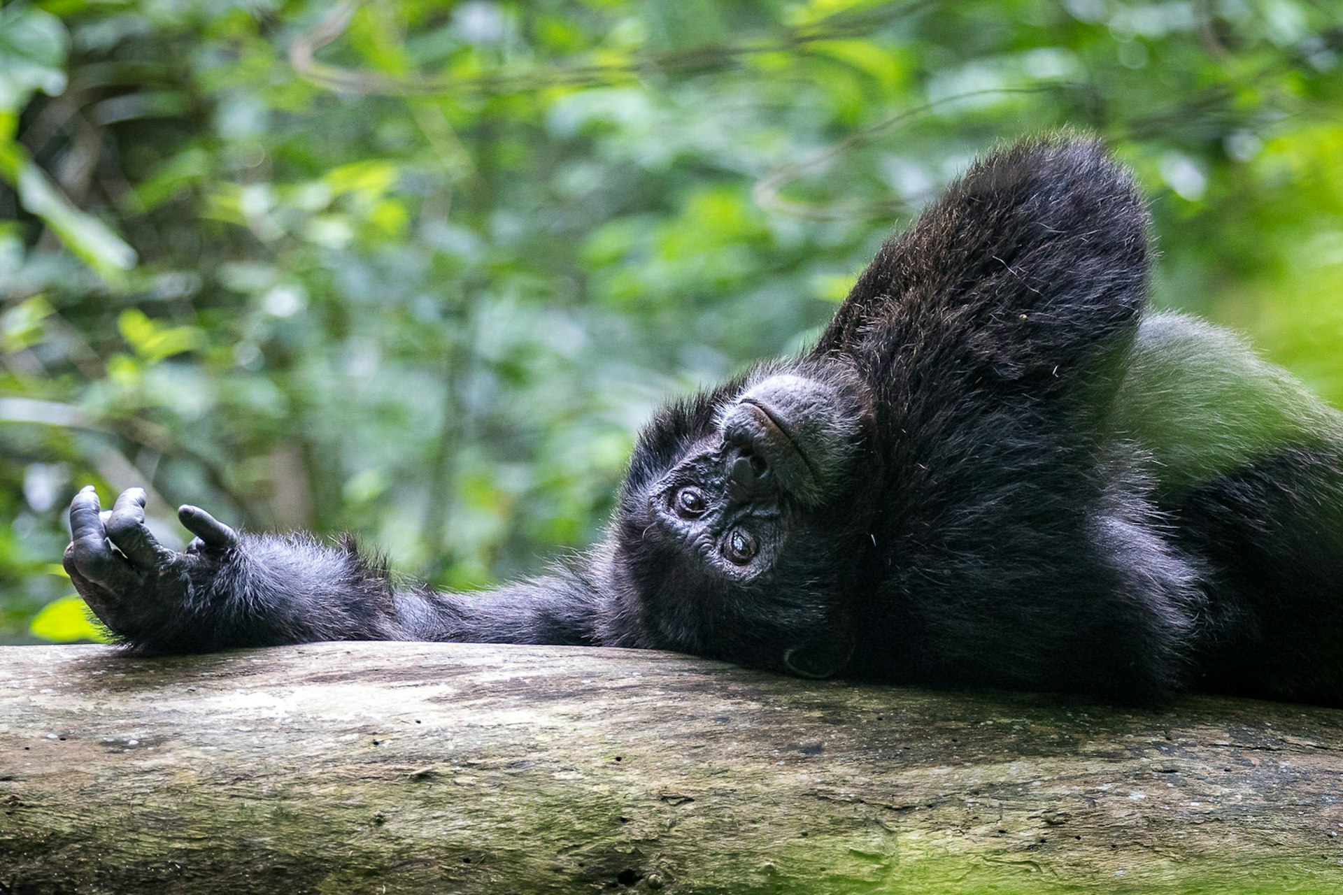 An adult chimpazee laying on its back atop a large branch, with one arm outstretch - its palm left open and skyward - above its head, the other folded gently across its chest; its head is upside down and it is gazing gently at the camera © Bella Falk
