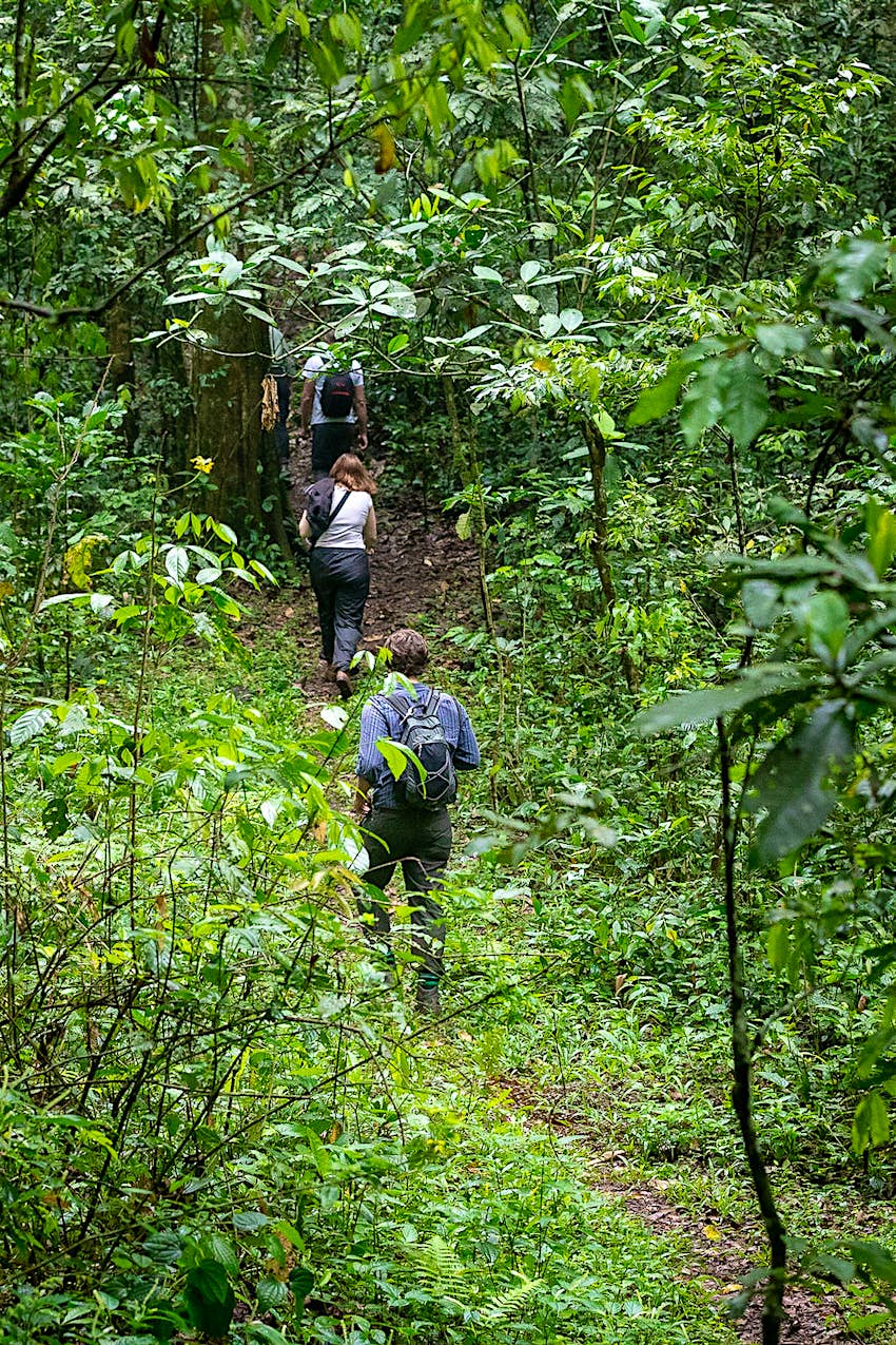 Features - Chimpanzee tracking in Kibale forest, Uganda Several tourists walk single file up a slope into the thickening undergrowth of the rainforest while tracking chimpanzees© Bella Falk
