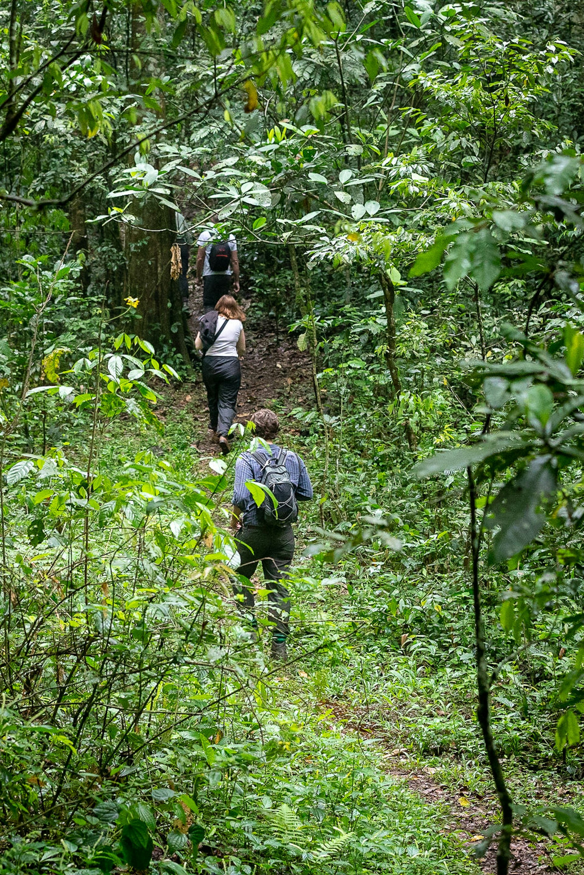 Several tourists walk single file up a slope into the thickening undergrowth of the rainforest while tracking chimpanzees© Bella Falk