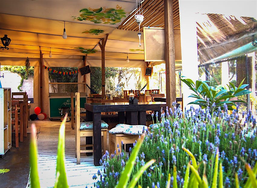 An open-air dining room with wooden chairs and tables. A lavender and aloe plant are in the foreground. Santiago, Chile.