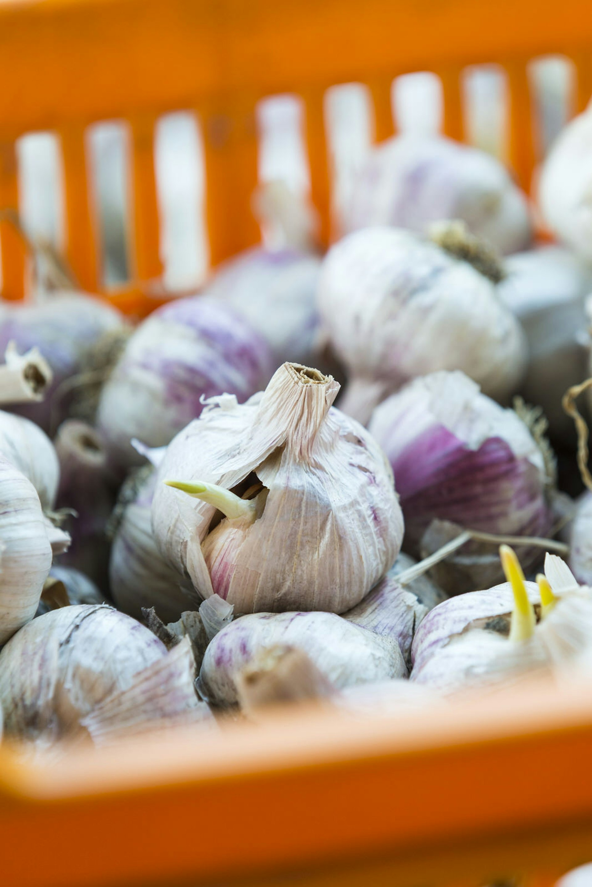A close up shot of organic garlic at Margaret River Farmers Market © Catherine Sutherland/Lonely Planet