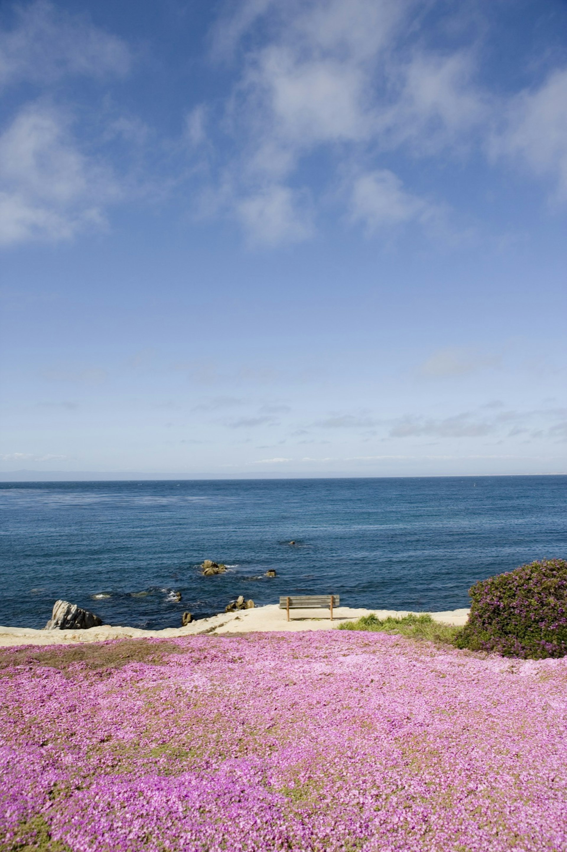 Lavender blooms down a hill with the ocean in the background