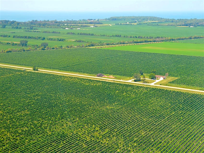 The vast vineyards on pint-sized Pelee Island