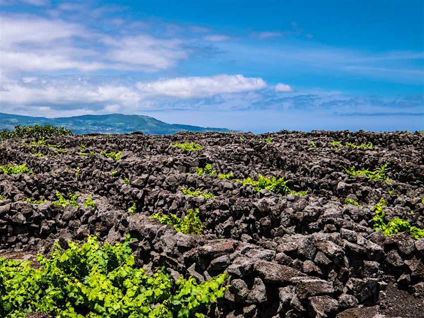Traditional stone-wall vineyard plots on Pico Island