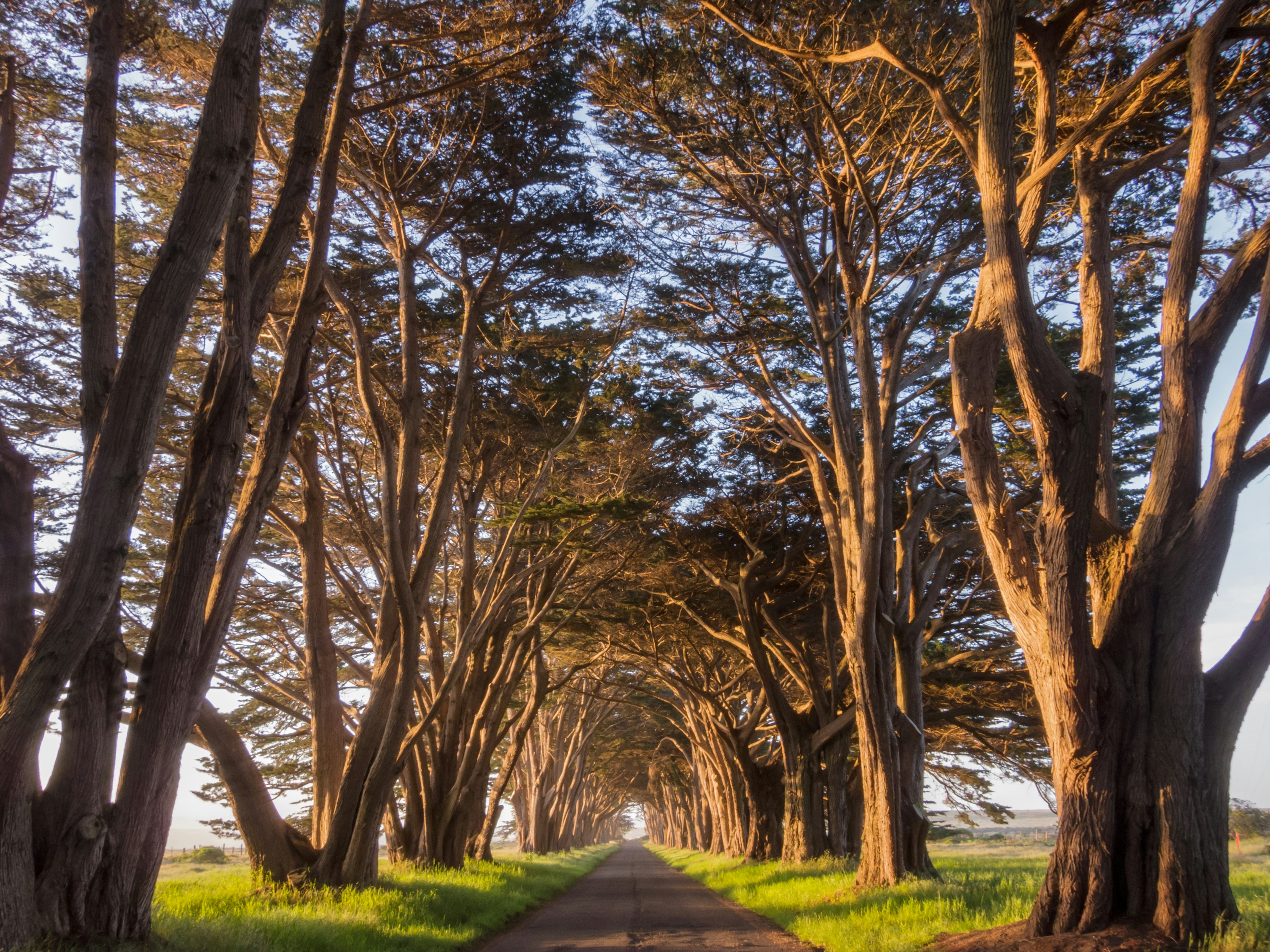 Cypress trees planted on either side of a long road bend inwards to create a tunnel