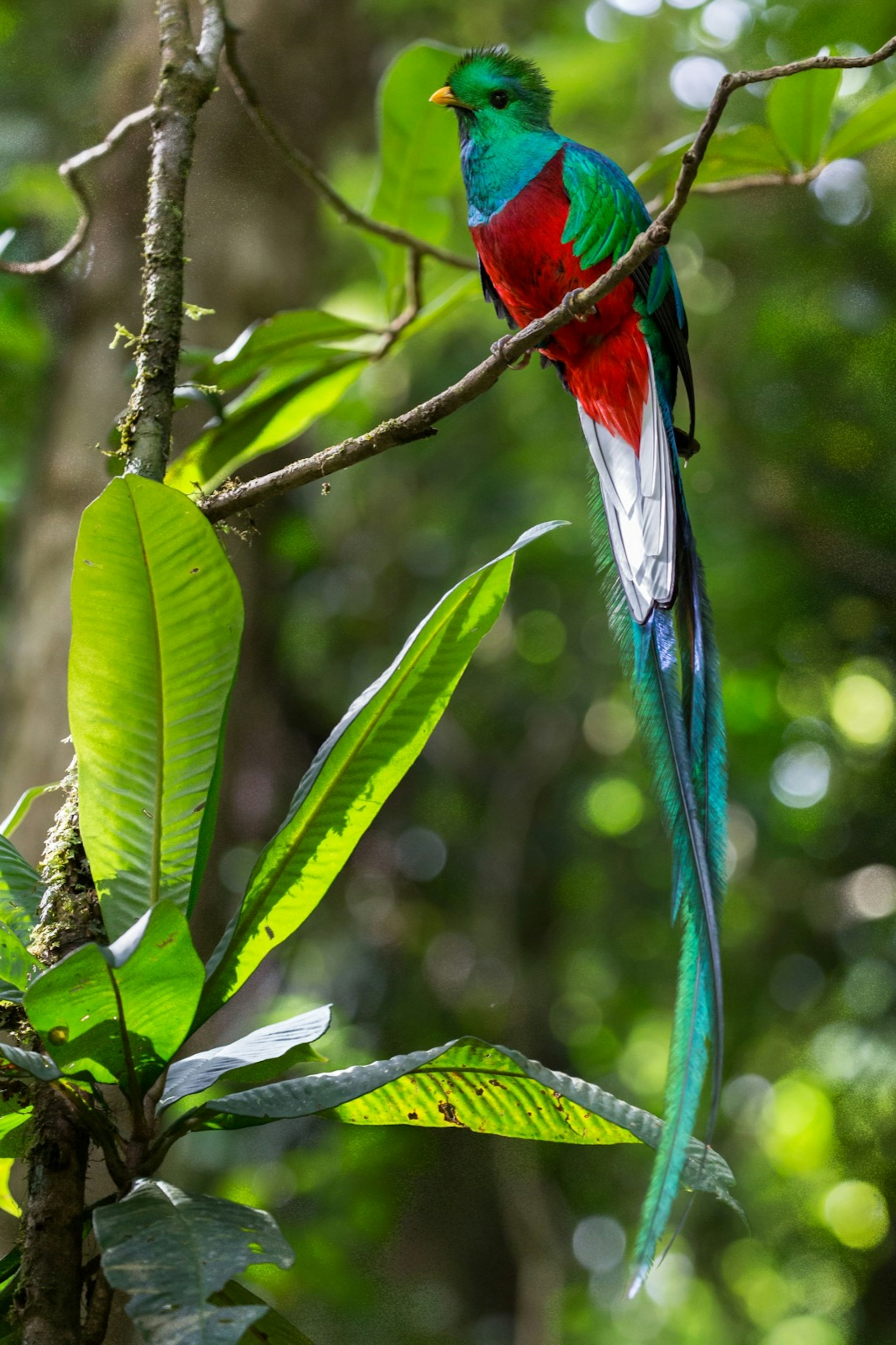 The resplendent quetzal, a turquoise bird with a red belly and white tail, sits on a branch near Barú Volcano in Panama