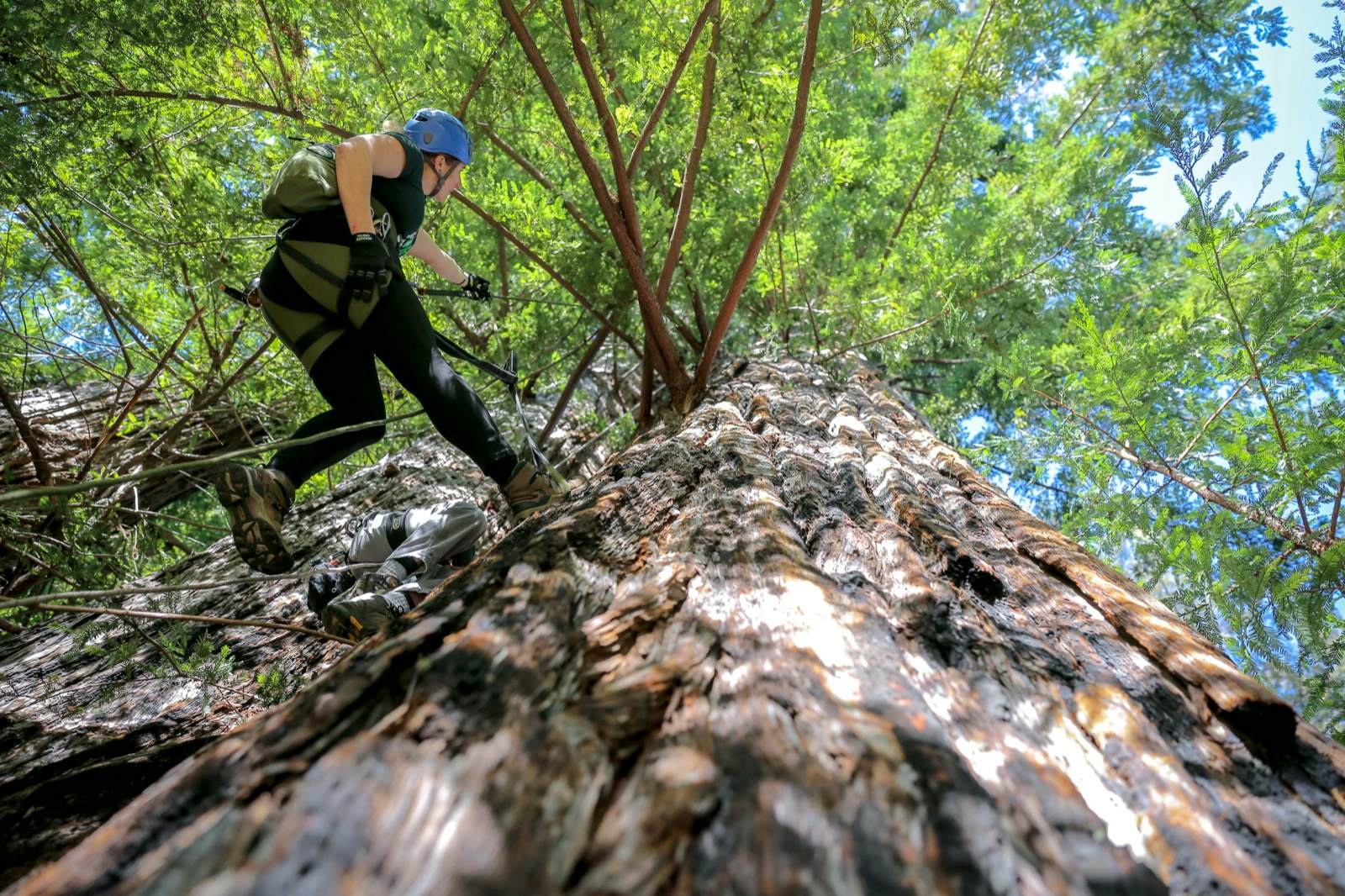 7 amazing ways to experience California s redwoods Lonely Planet