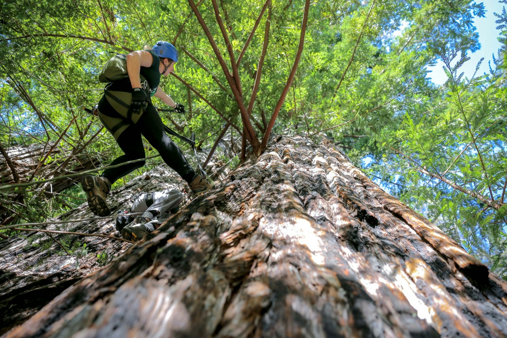 7 amazing ways to experience California's redwoods - Lonely Planet