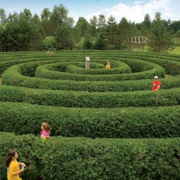 Features - Saunders Farm maze
