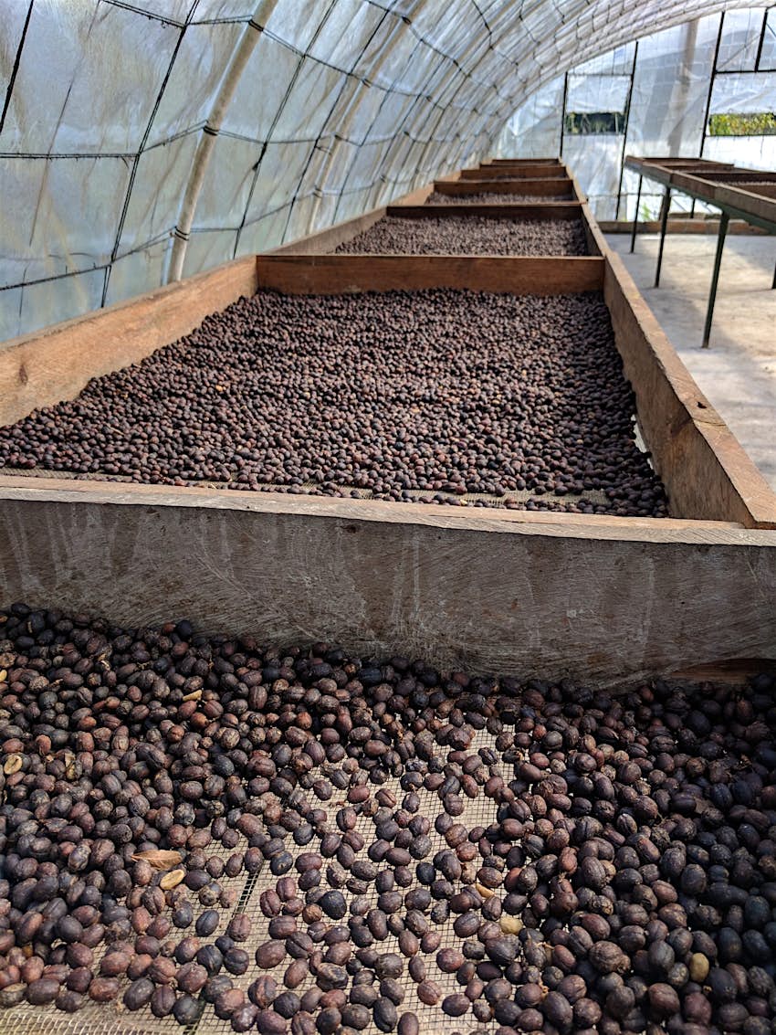Large wooden trays hold coffee beans beneath a curving plastic greenhouse roof at Seis Valle coffee farm 